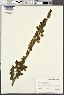 Betula glandulosa var. glandulosa image