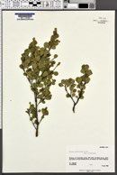 Betula glandulosa var. glandulosa image