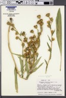 Pyrrocoma racemosa var. paniculata image