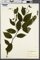 Betula lutea image