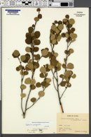 Image of Betula sargentii