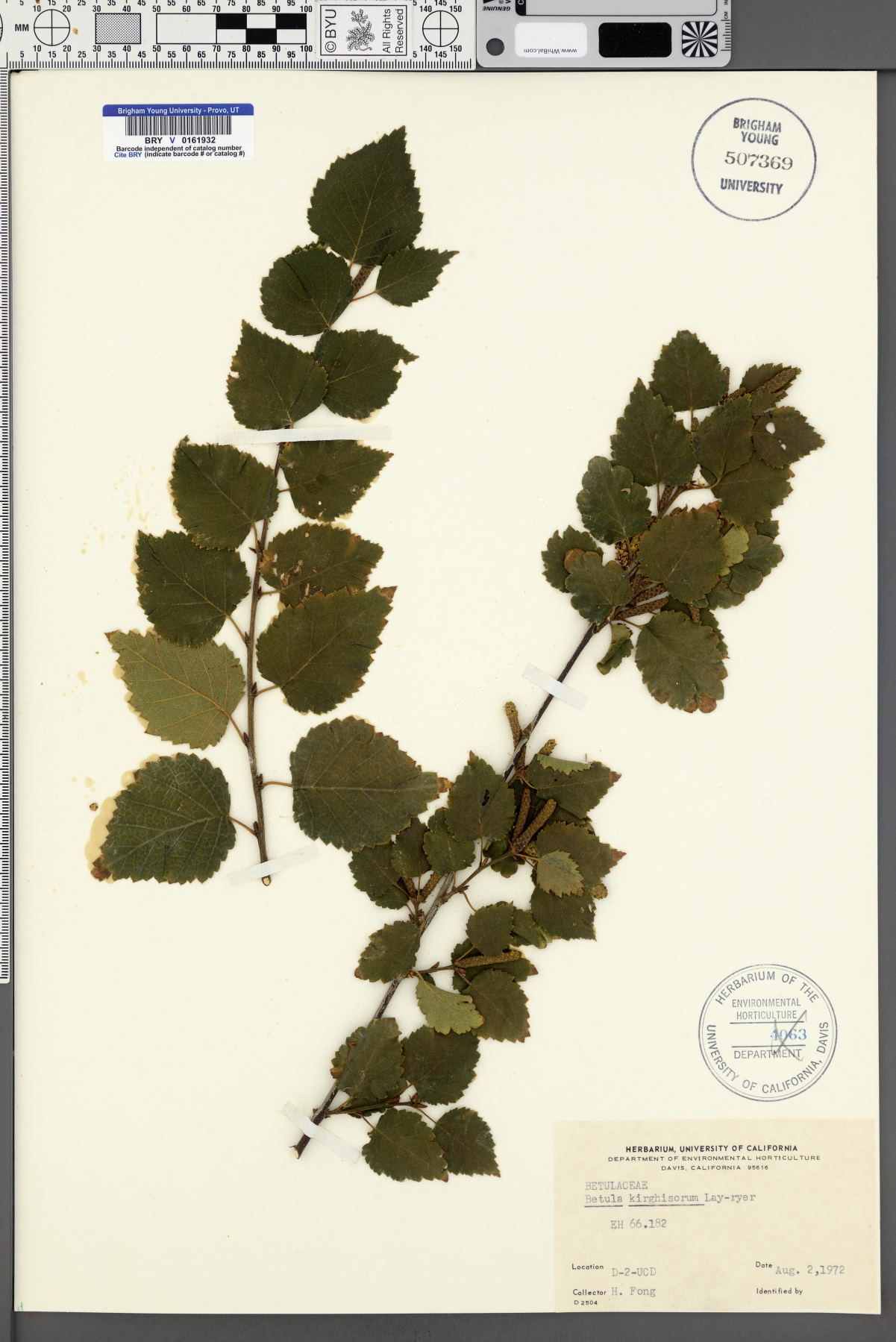 Betula kirghisorum image