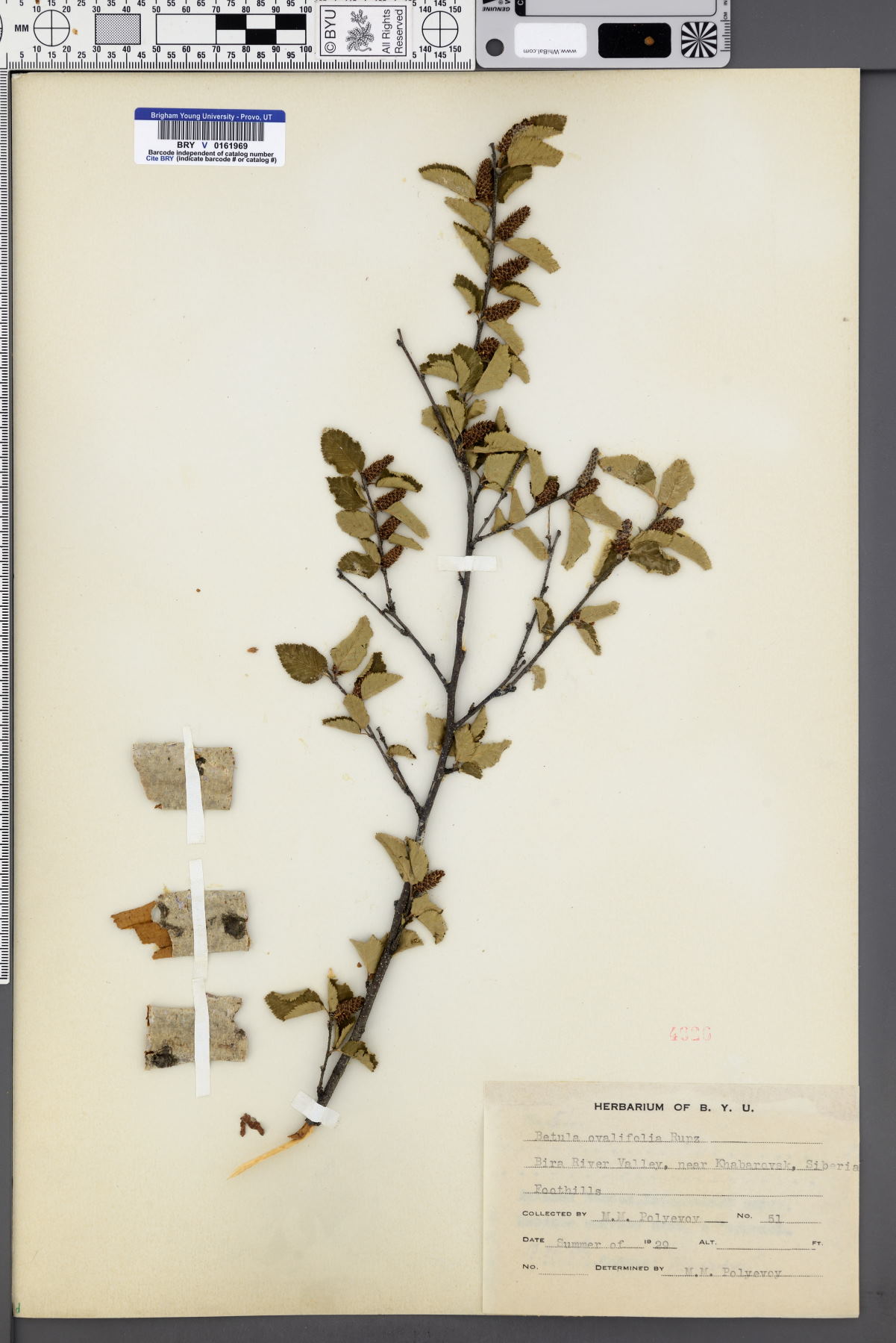 Betula ovalifolia image