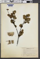 Image of Betula ovalifolia