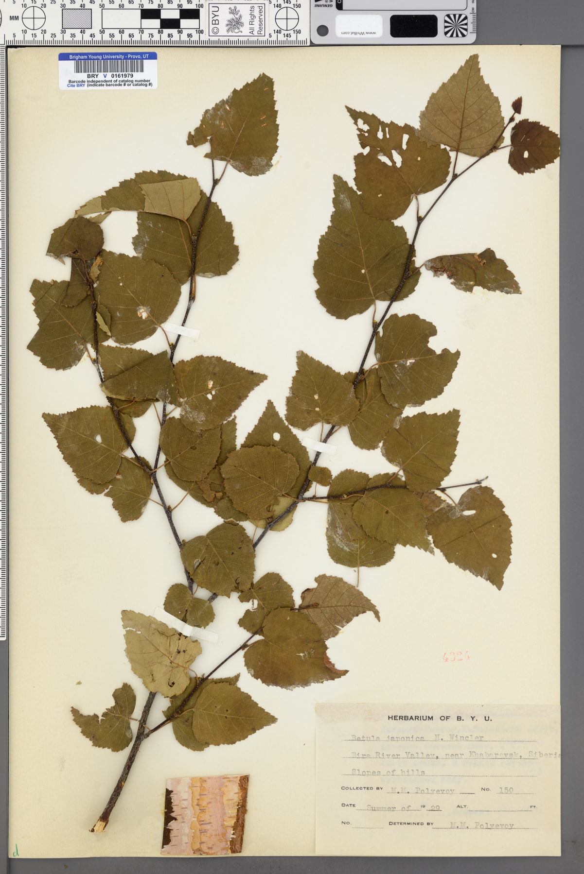Betula japonica image