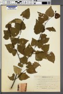 Image of Betula japonica