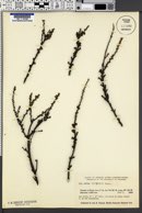 Betula michauxii image