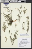 Astragalus miser var. crispatus image