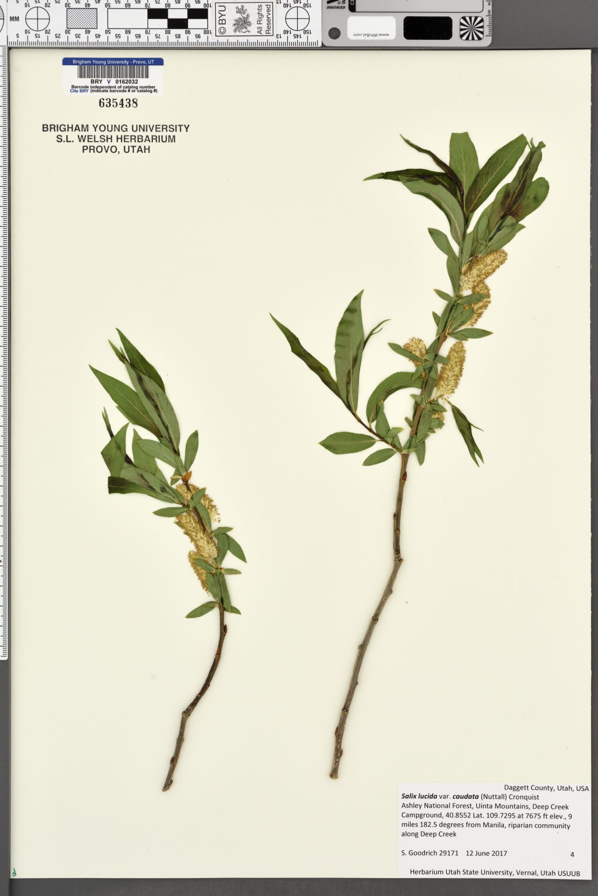 Salix lucida var. caudata image