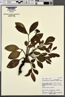 Tetraplasandra oahuensis image