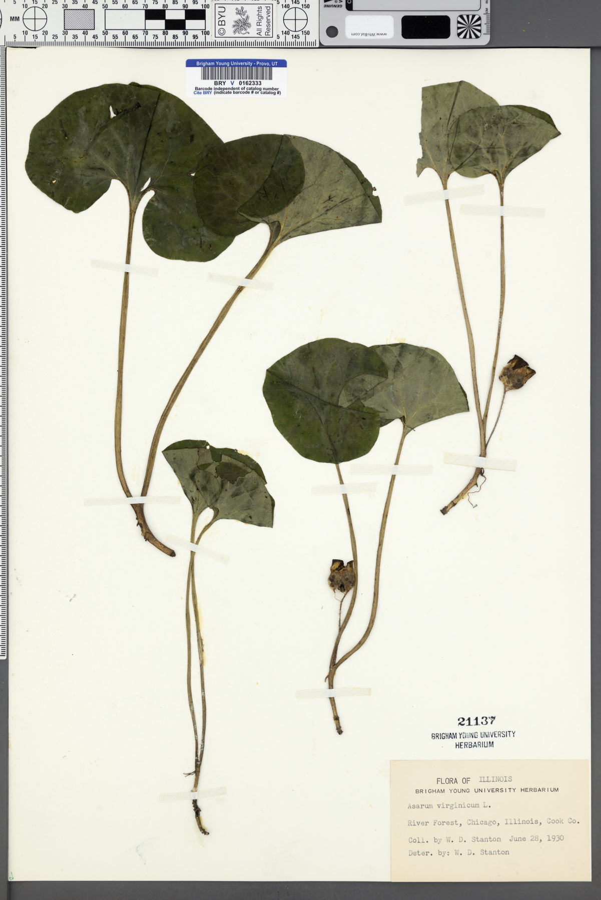 Asarum virginianum image