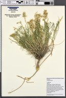 Astragalus flavus image