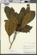 Image of Aspidosperma parvifolium