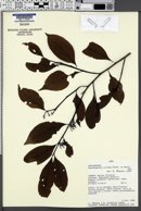Image of Aspidosperma excelsum