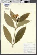 Image of Tabernaemontana orientalis