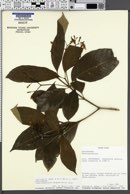 Image of Tabernaemontana amygdalifolia