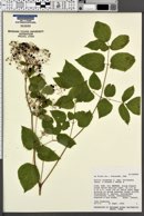 Aralia racemosa subsp. bicrenata image