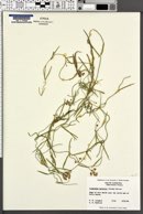 Cynanchum palustre image