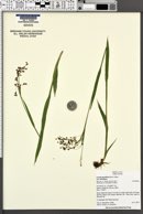 Luzula parviflora subsp. parviflora image