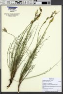 Image of Astragalus conjunctus
