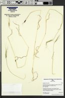 Aegilops triuncialis image