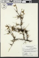 Rhus microphylla image