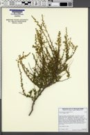 Image of Adenostoma fasciculatum