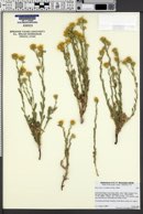Image of Heterotheca sessiliflora