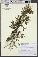 Image of Schinus lentiscifolia