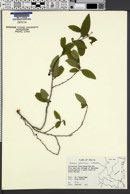 Annona globiflora image