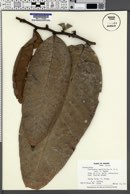Guatteria amplifolia image