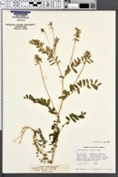 Image of Astragalus umbraticus