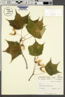 Acer saccharum var. rugellii image