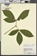 Parthenocissus tricuspidata image