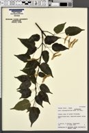Acer crataegifolium image