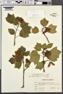 Image of Acer obtusifolium