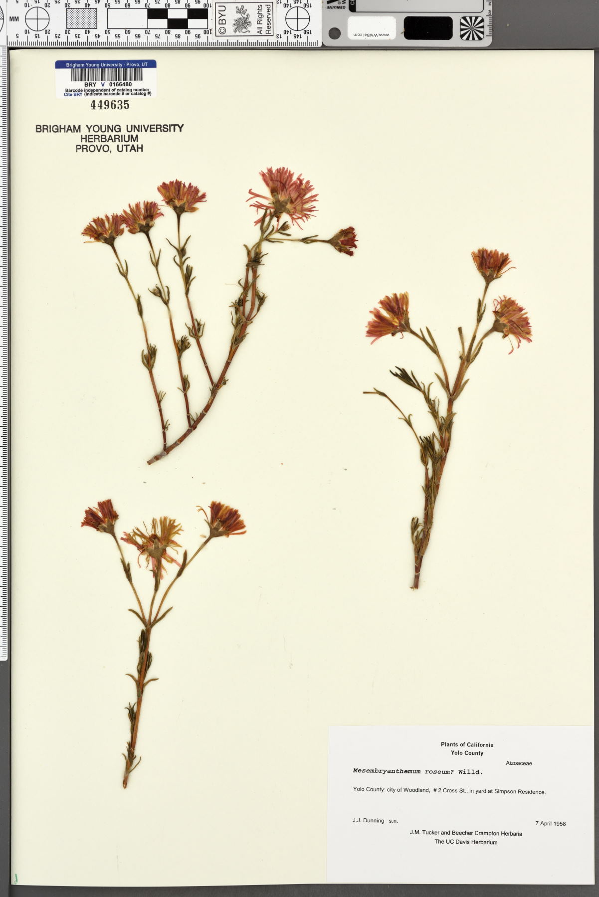 Mesembryanthemum roseum image