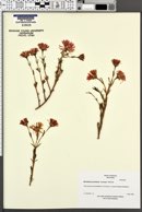 Image of Mesembryanthemum roseum