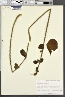 Image of Achyranthes indica
