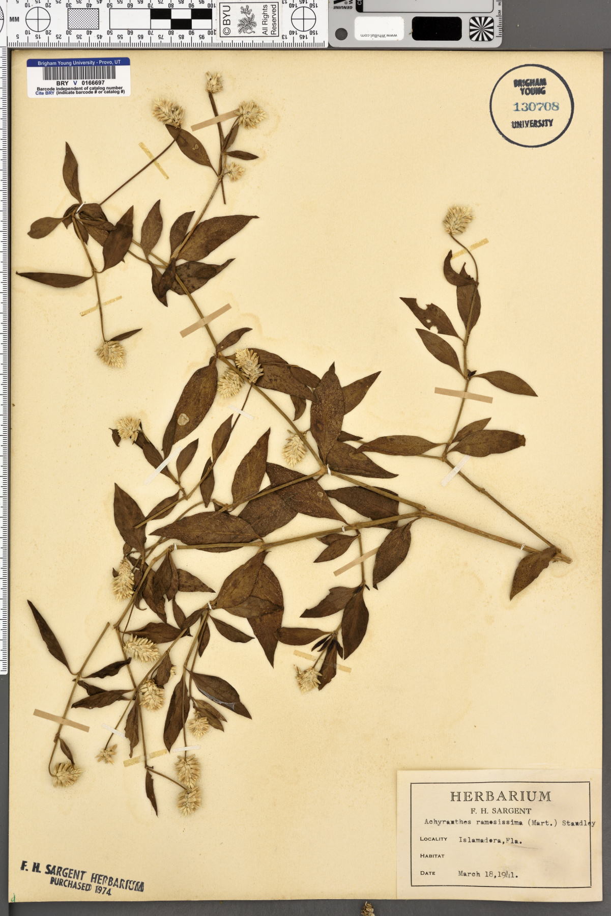 Achyranthes ramosissima image