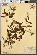 Image of Achyranthes ramosissima