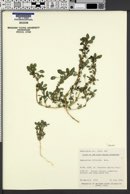 Amaranthus blitoides image