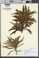 Phyllanthus epiphyllanthus subsp. epiphyllanthus image