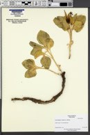 Image of Cycladenia humilis