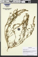 Image of Lepidium nitidum
