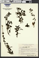 Image of Acalypha microphylla
