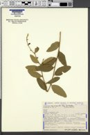 Image of Bernardia similis
