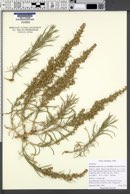 Artemisia cana image