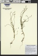 Cryptantha microstachys image