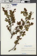 Rhus aromatica var. pilosissima image